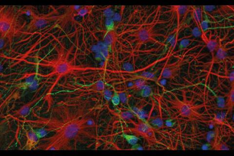 Murine neurons